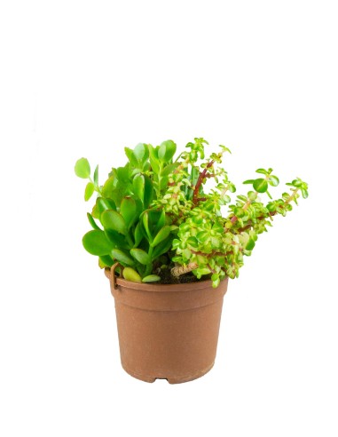 Ciotola succulente Mix