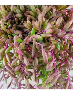Senecio purple Flush 2