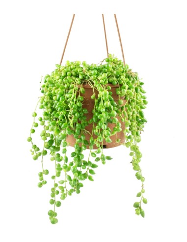 Senecio rowleyanus