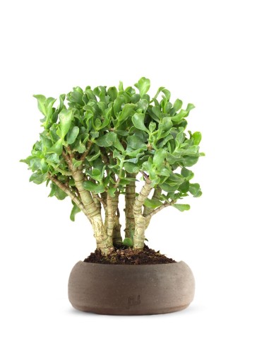 Crassula arborescens