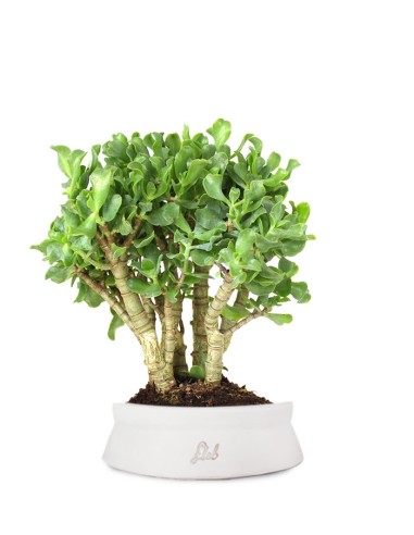 Crassula arborescens