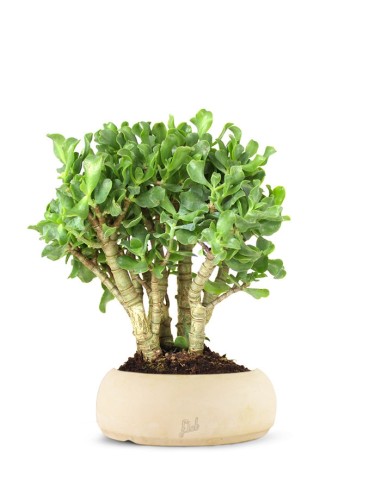 Crassula arborescens
