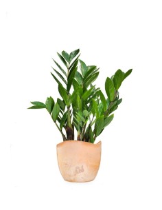 Zamia - Zamioculcas zamiifolia