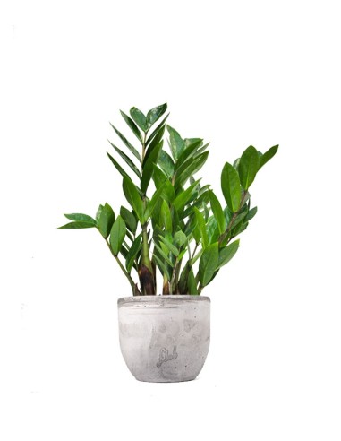 Zamia - Zamioculcas zamiifolia