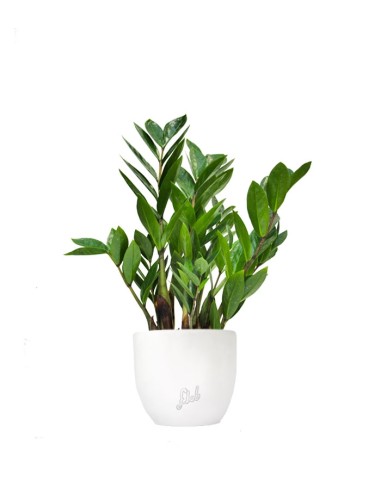 Zamia - Zamioculcas zamiifolia