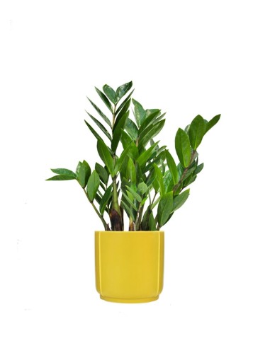 Zamia - Zamioculcas zamiifolia