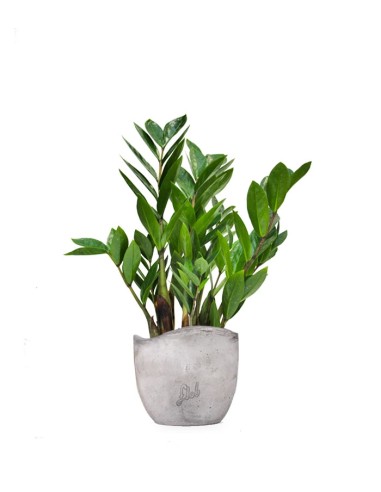 Zamia