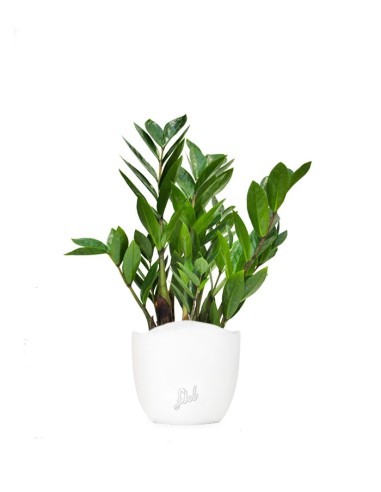 Zamia - Zamioculcas zamiifolia