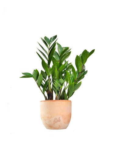 Zamia - Zamioculcas zamiifolia