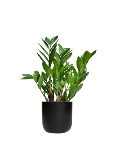 Zamia