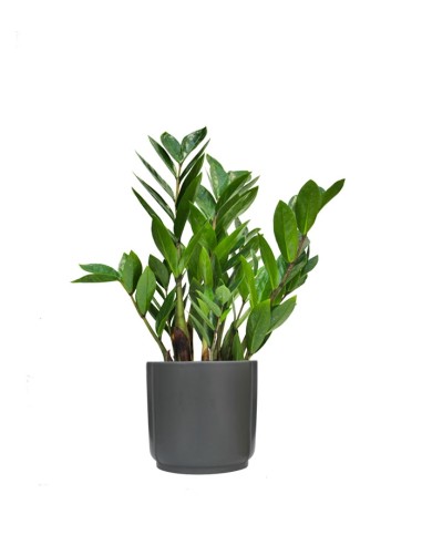 Zamia