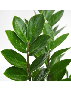 Zamia 2
