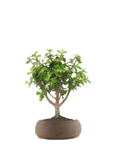 Portulacaria Bonsai M