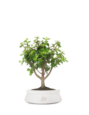 Portulacaria Bonsai M