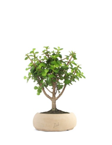 Portulacaria Bonsai M