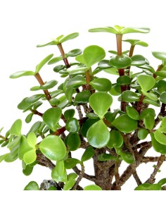 Portulacaria Bonsai M 2