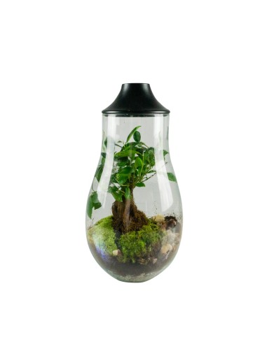 Ficus Ginseng in terrario con LED