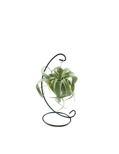 Tillandsia appesa in ferro