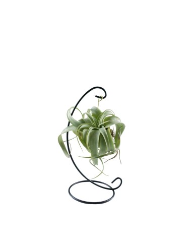 Tillandsia appesa in ferro