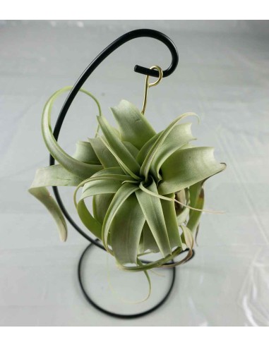Tillandsia appesa in ferro