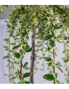 Cotoneaster Suecicus Juliette 2