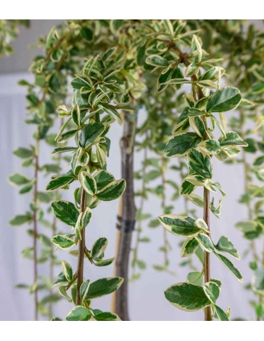 Cotoneaster Suecicus Juliette