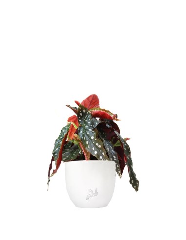 Begonia Maculata Wightii vaso 12