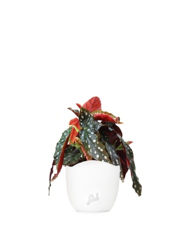 Begonia Maculata Wightii vaso 14