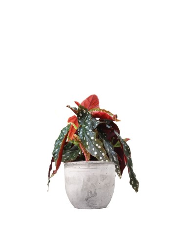 Begonia Maculata Wightii vaso 12