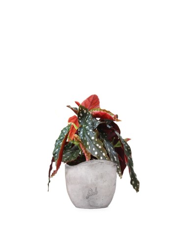 Begonia Maculata Wightii vaso 12