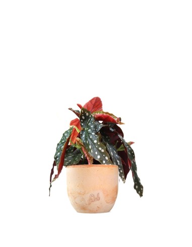 Begonia Maculata Wightii vaso 14