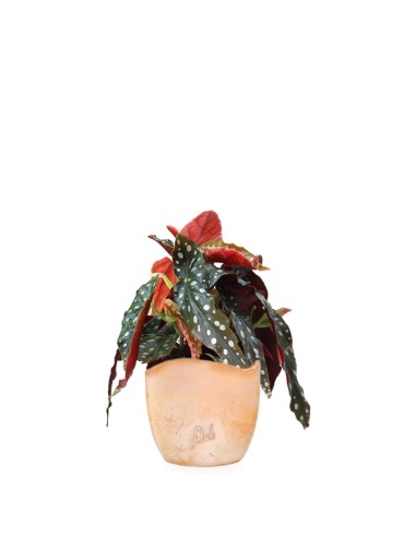 Begonia Maculata Wightii vaso 14