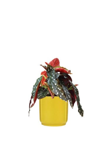 Begonia Maculata Wightii vaso 14
