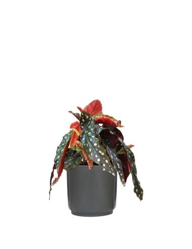 Begonia Maculata Wightii vaso 14