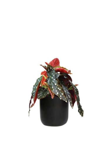 Begonia Maculata Wightii vaso 12