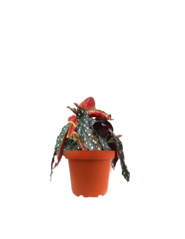 Begonia Maculata Wightii vaso 14
