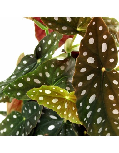 Begonia Maculata Wightii vaso 14