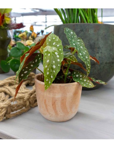 Begonia Maculata Wightii vaso 12