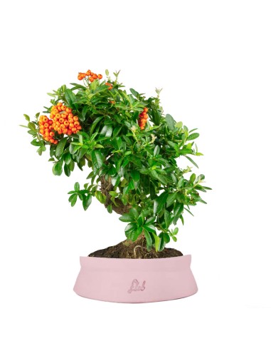 Pyracantha