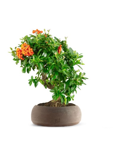 Pyracantha