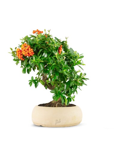 Pyracantha