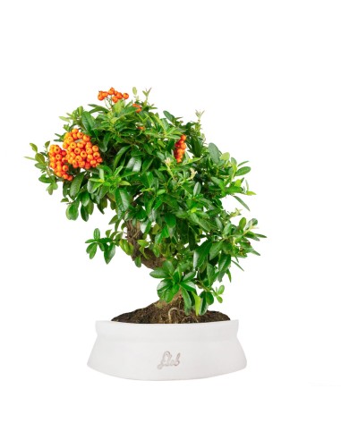 Pyracantha