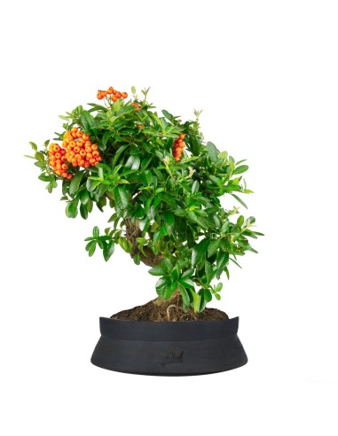 Pyracantha