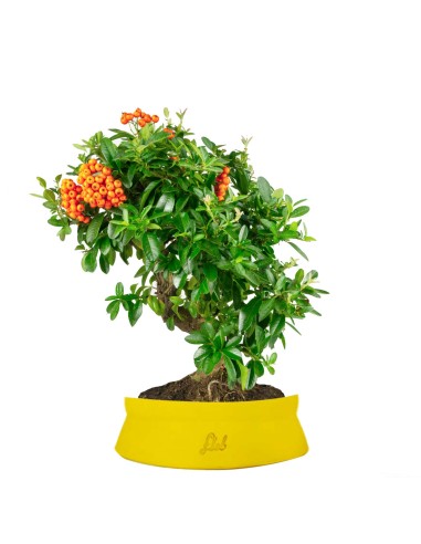 Pyracantha