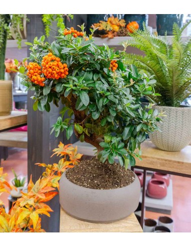 Pyracantha