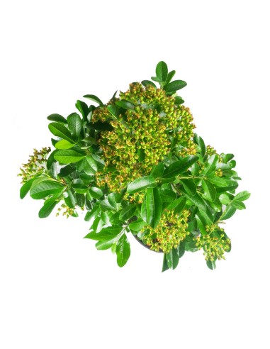 Pyracantha