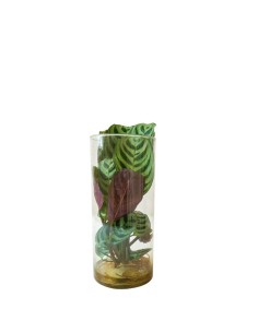 Calathea idroponica 