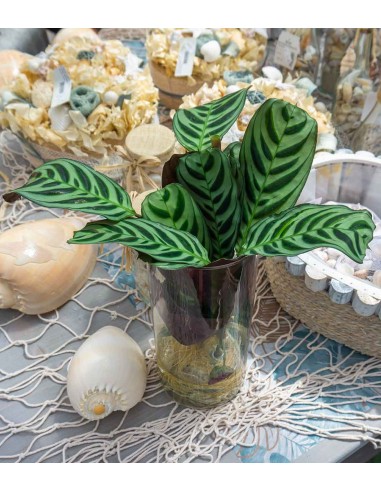 Calathea idroponica 
