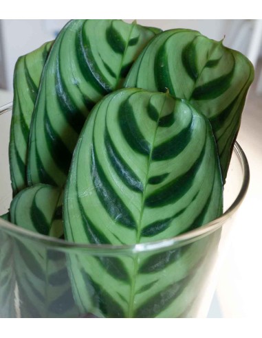 Calathea idroponica con led