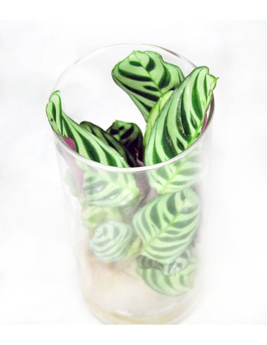 Calathea idroponica 